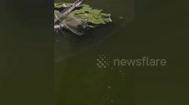 Passersby rescues kitty stranded in pond with handmade tools in China