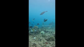 Shark Steals Turtles Dinner