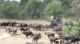 Huge buffalo herd joins grumpy elephants at watering hole during incredible safari moment