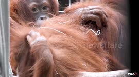 Orangutan given 6 new females at Swiss zoo to help save species