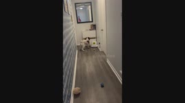 Angry Dog Demands Working Ball Machine