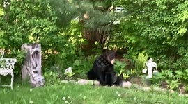 Bear Visits Backyard for Birdseed