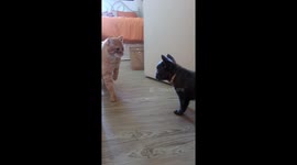 Curious Puppy Invades Cat's Space