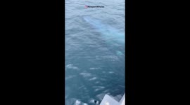 Baby Blue Whale Makes A Close Pass To Whale Watchers in Newport Beach California