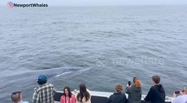 40ft Baby Blue Whale Surfaces Right Next To Boat Off Newport Beach California