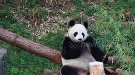 China: Hongshan Forest Zoo in Nanjing