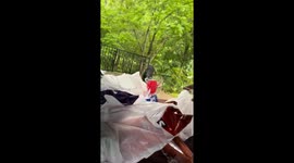 Gatlinburg bear crashes picnic at Glenstone Lodge!