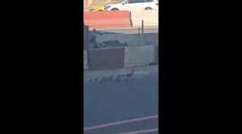 Heroic locals help duck family safely cross busy Moscow highway