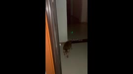 Clever stray cat mom goes up to 28th floor to seek help in China