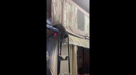 Clumsy cat climbs awkwardly down bunk bed ladder