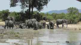 Adorable scene as elephant calves roll around in mud under watchful eyes of their mothers