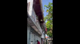 Adorable 'dog CCTV': synchronized pups watch owner from balcony in Biñan, Philippines