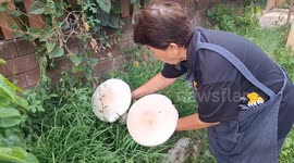 Thai Family discovers giant cauliflower mushrooms growing in their garden