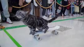 Chinese cat sets Guinness world record for fastest 10-metre skateboard ride