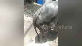 Gau Sewa Sansthan team member has treated an injured cow in Central India