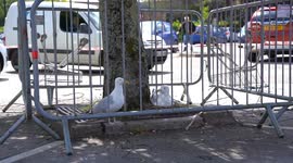 Supermarket staff cordon off eight parking spaces to protect seagull