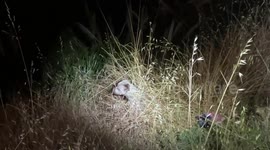 Firefighters rescue dog injured in cliff fall after raccoon right in California