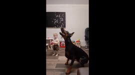 Dobermann Playing With Soap Bubbles