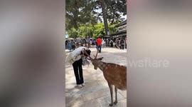 Japanese deer bows down to tourist