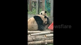 China: Giant Pandas Eating at the Beijing Zoo