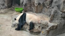 China: Giant Pandas at the Beijing Zoo