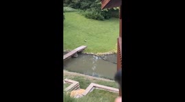 Amusing footage shows geese running away from laser pointer