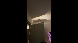 Cat Watches Menacingly From Above
