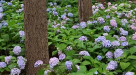 China: Hydrangeas in Full Bloom in Hangzhou