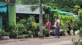 Yangon embraces potted plants for urban greenery on World Environment Day