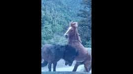 Horses fight on highway causes traffic standstill in China