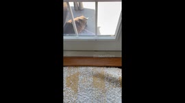 Cat's deck prowess leads to a mothful mess