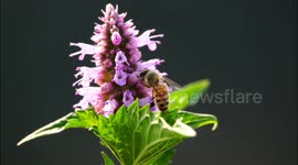 China: A Bee Pollinates A Flower of Patchouli