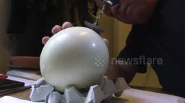 Historic first African ostrich chicks hatched at Schönbrunn Zoo in Austria