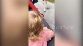 Shocking moment giraffe plucks helpless toddler out of safari vehicle in Texas