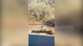 Rattlesnake and bobcat face off in desert battle