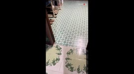 'Dog vs. Swing Fan' - Hilarious battle of butt and breeze on a scorching hot day