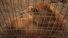 Gaza: Rafah Zoo forced to relocate, seek new shelter for animals