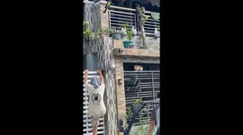 Heroic cat attempts to rescue stranded kitten on high balcony in General Trias, Cavite