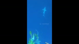 Shark snatches snapper: dive buddy's close call caught on camera