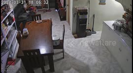 Dog mastermind executes perfect food heist in San Francisco, Philippines