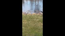 Goose on guard: golfer attacked after mistaken ball strike