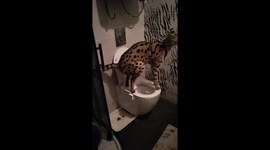 Oops! serval's toilet mishap caught on camera