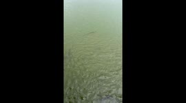 Know your plaice! Furious fishes chase away snake encroaching on water