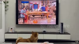 Hilarious moment dog gets too engrossed in TV series and runs behind screen in China