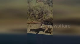 Wild bobcat grapples with rattlesnake in Arizona