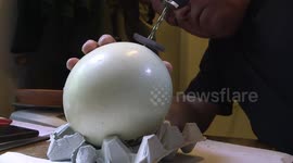 Baby African ostriches hatch at Vienna Zoo