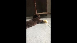 Pet dog and chick play together like best friends
