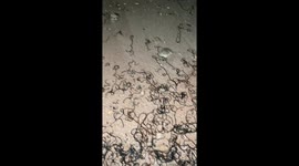 Thousands of mystery sea worms wriggle on shore
