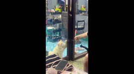 Cat frantically scratches sliding glass door