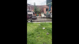 Dog hilariously stands on hind legs searching for cat over fence in Nottingham